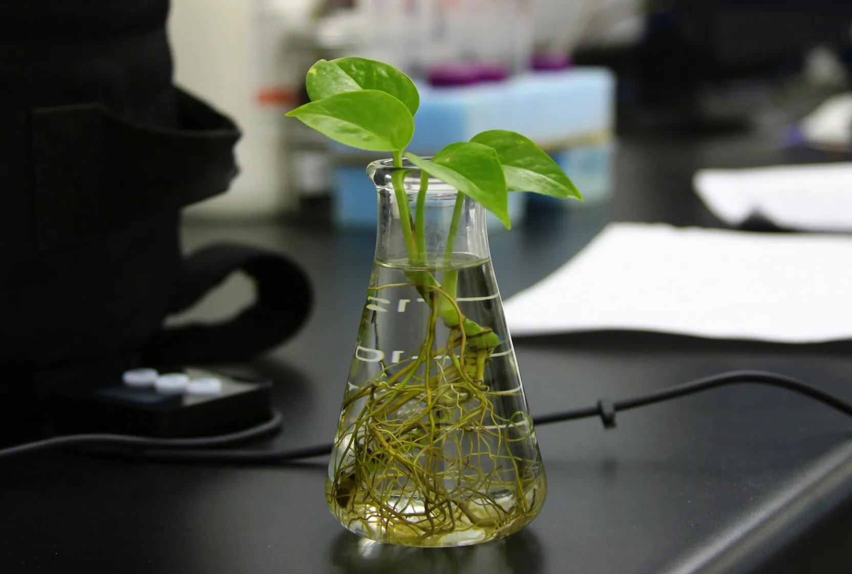 Immagine di una pianta che fuoriesce da provetta farmaceutica in laboratorio